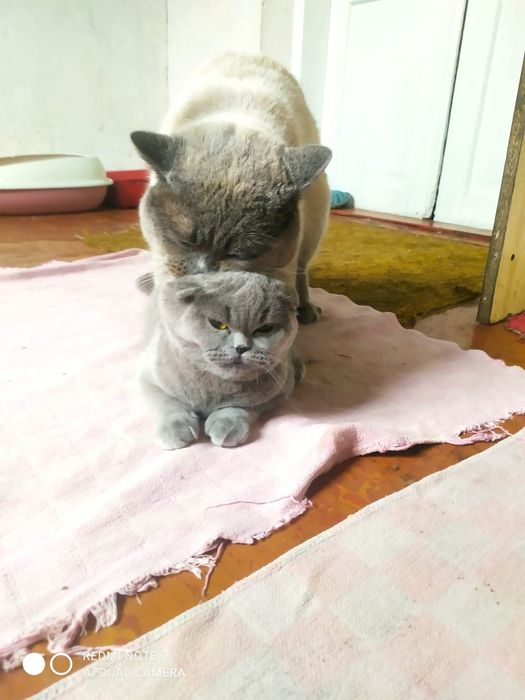 В'язка з прямовухим Шотландський скотіш -страйт