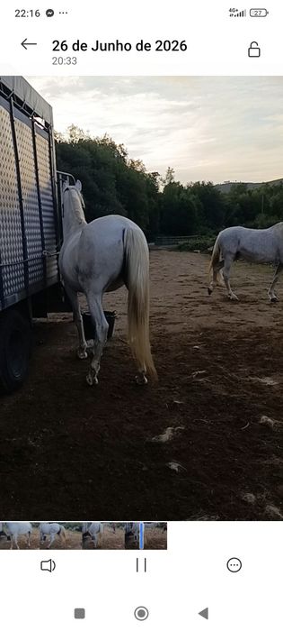 Vendo égua mansinha montada