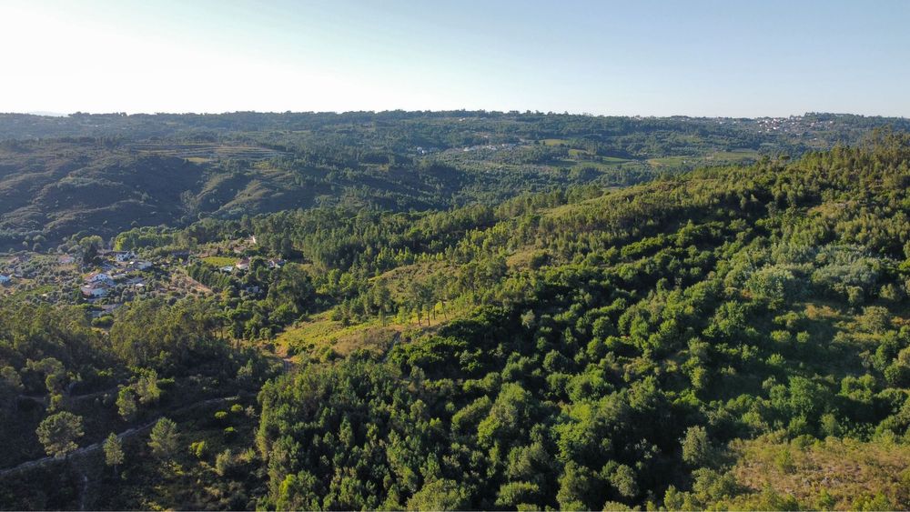 Terreno com 16 hectares para aviários, vinha ou paineis fotovoltaicos