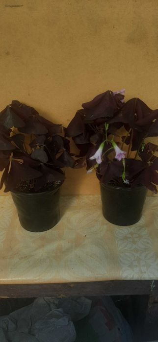 Комнатное растение Кислица треугольная(Oxalis)