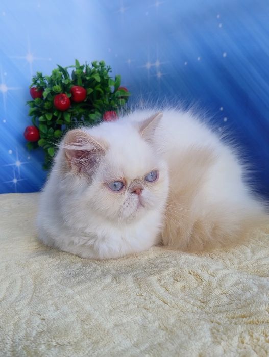 Saffi .Дівчинка перс.
