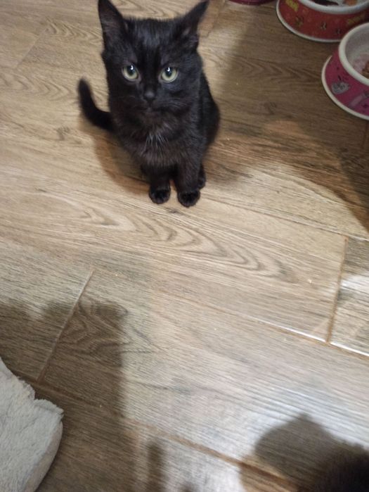 Отдам в добрые руки 1 кошечку