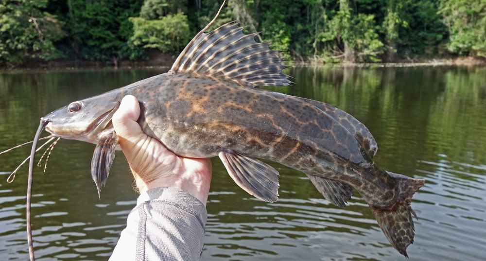 Sum lamparci prawdopodobnie leiarius marmoratus