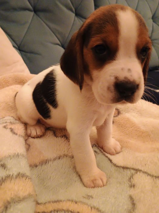 Beagle szczeniak