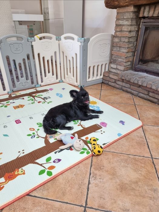chihuahua macho pêlo longo idade 6 meses exemplar top super meiguinho