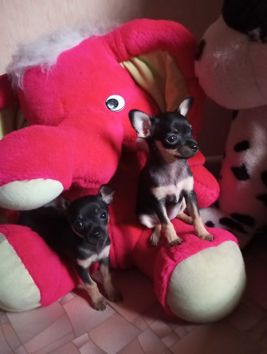 Цуценята,той терьер,2,5міс