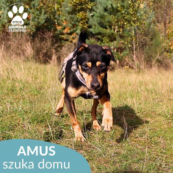 Amus szuka domu!