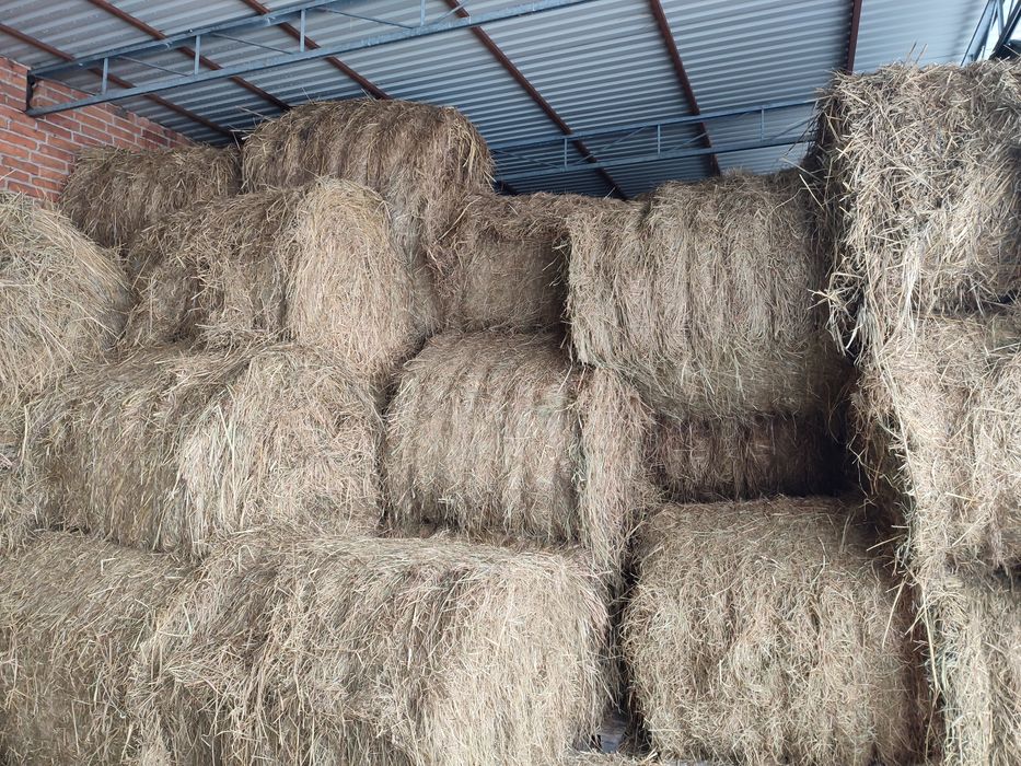 Siano 50 bel 120x120