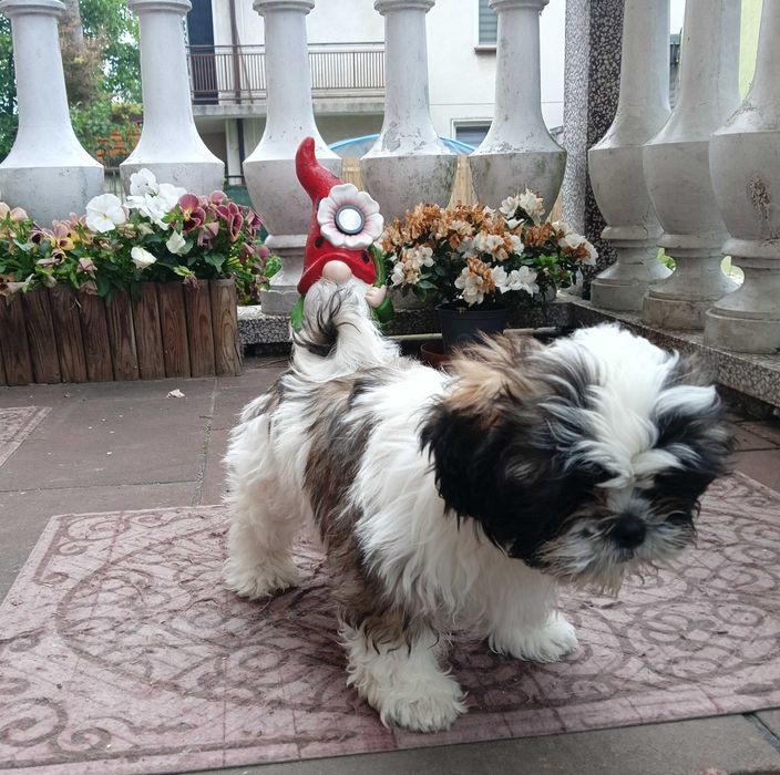Śliczna suczka  Shih Tzu