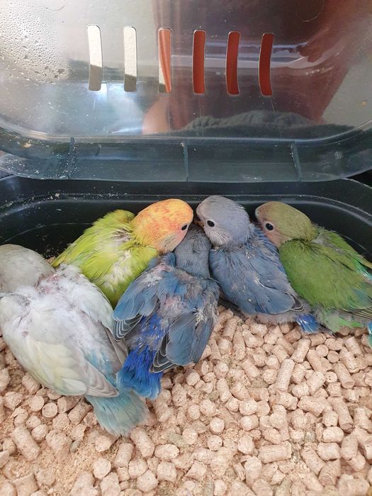 Rosicois criados a mao