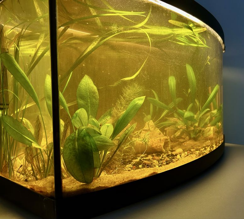 Piękne gotowe Akwarium profil ok 120l , LED pcv pokrywa rosliny ryby !