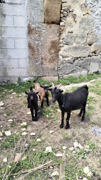 cabrito anão nascido em fevereiro