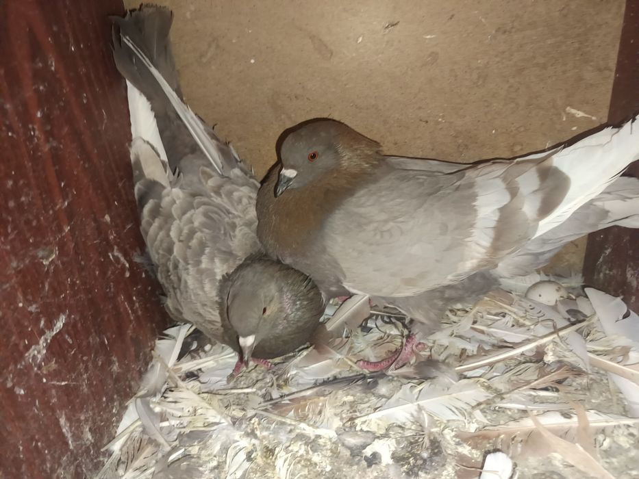Witam sprzedam gołębie rysie na pasach 3 sztuki  MOŻLIWOŚĆ DOWOZU