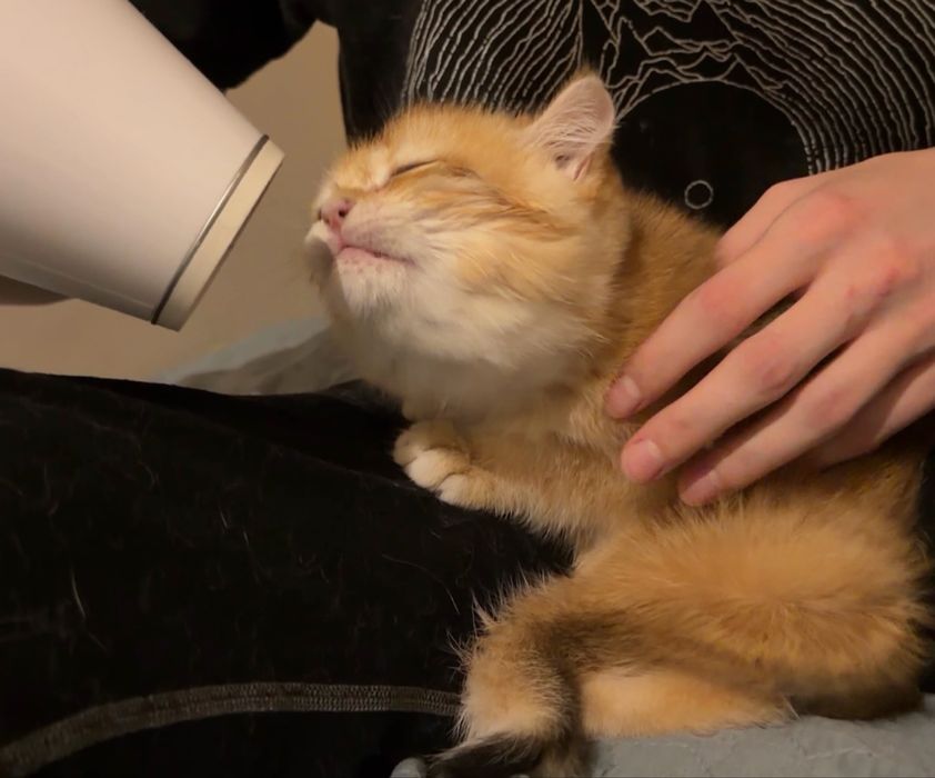 Британський короткошерстий золотий шиншил:)