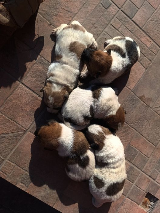 Продам песиків Джек-Рассел-Тер'єр 3 дівчинки і 2 хлопчика