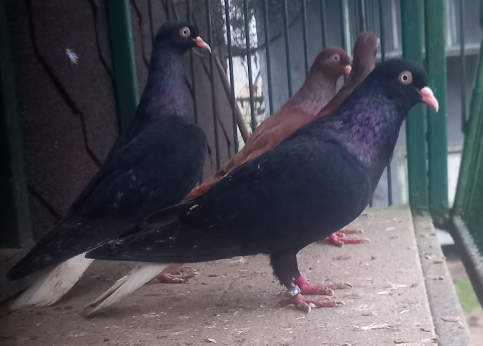 Gołębie wyszwance,wyszwance