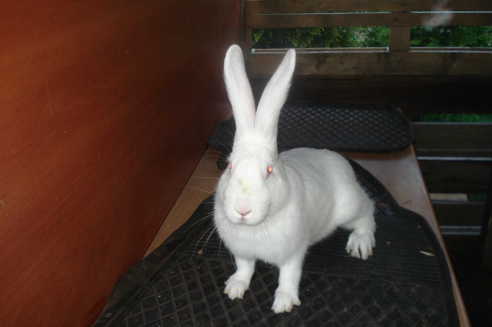Króliki Termondzkie Białe z rodowodami