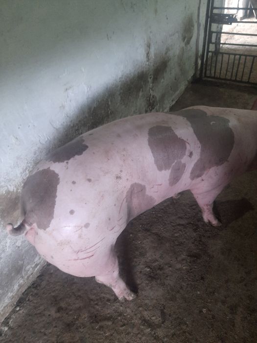 Свині живою вагою та тушами,е також доставка додому