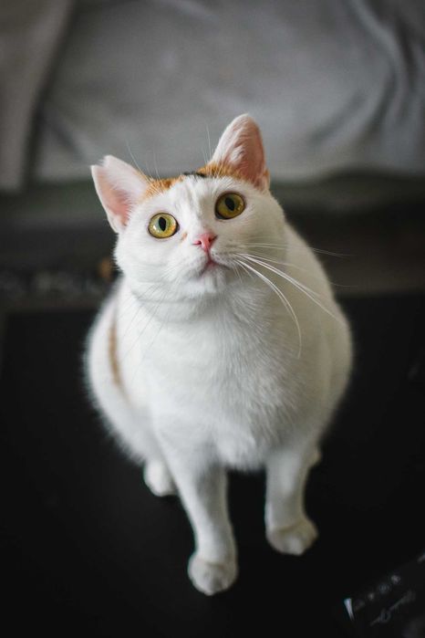 Trikolorka szuka domu!