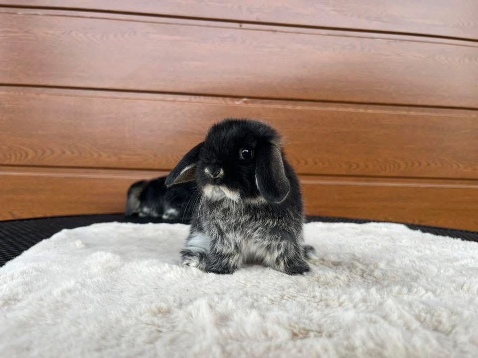 Karzełek Baranek Mini Lop Karzełek Teddy Karzełek Niderlandzki Nederland Królik Króliki Miniaturka Metryka Rodowód Legalna Hodowla
