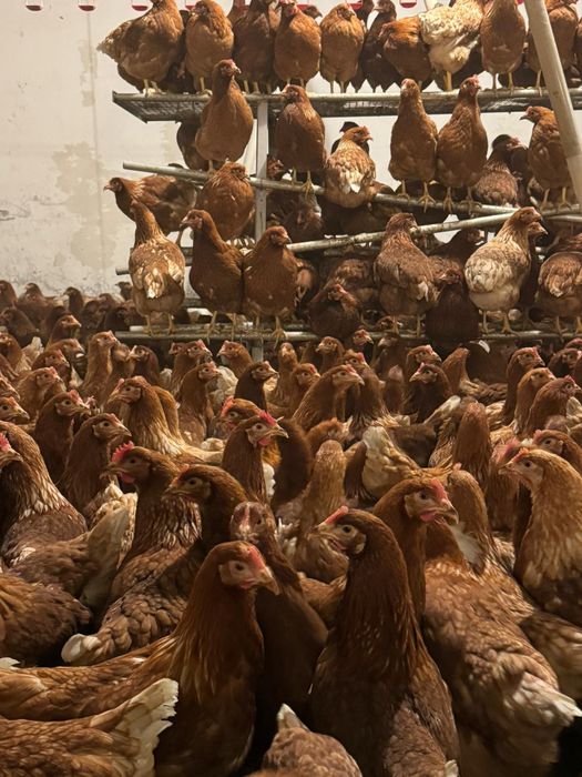 Kury Nioski Bovans 22 tygodnie. Wysyłka na całą Polske.