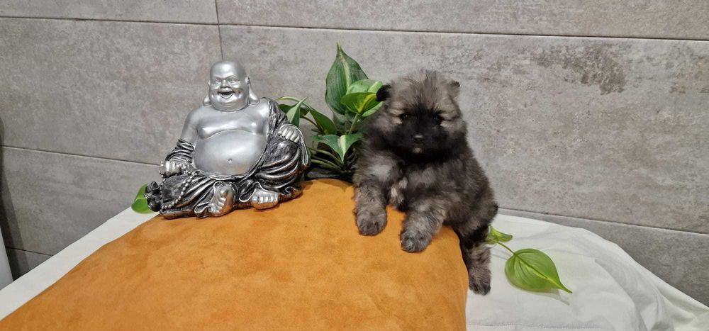 Sptiz Alemão Anão/Lulu da Pomerânia