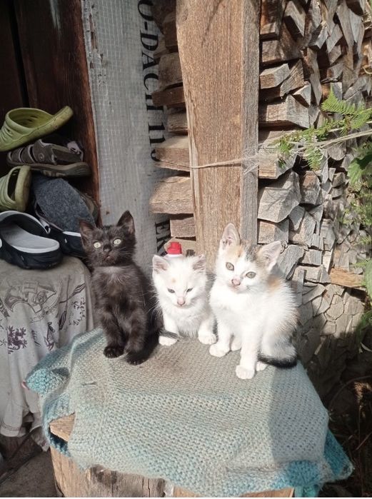 Віддамо котиків у хороші руки!