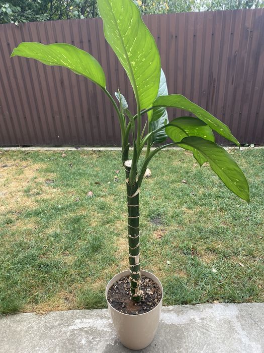 Дефімбафія продам