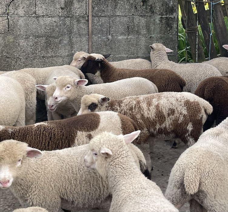 Borregada machos e femeas  ( p3 , merino , île de france ) ler anuncio