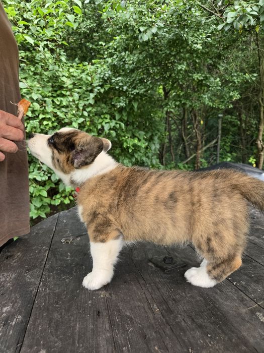 Welsh Corgi Cardigan