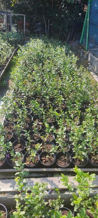 Borówka Amerykańska sadzonki 70-80cm owocujące okazja!