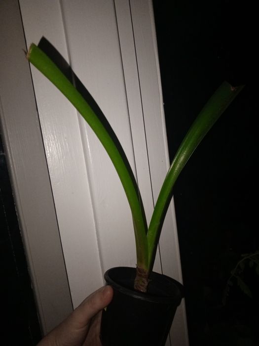 Набір сукулентів. Невибагливі. Суккулент