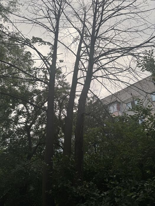 Подарую дрова чернівці 10 кубів.