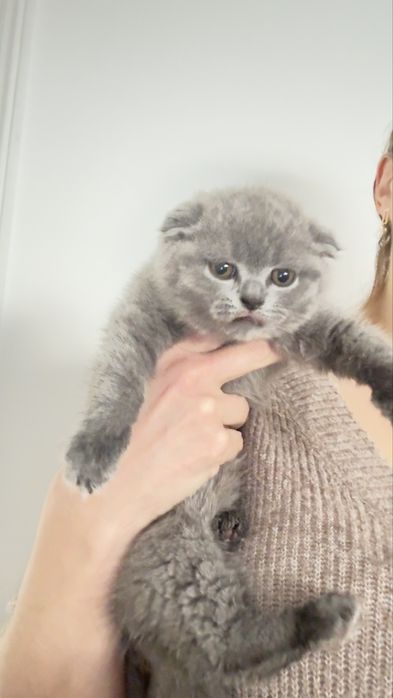 scottish fold com 2 meses