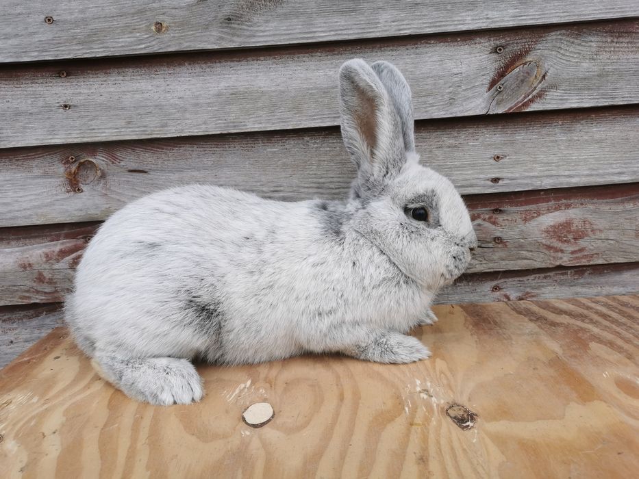 Wjs Wielki Jasnosrebrzysty