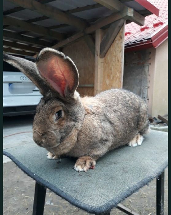 Króliki olbrzym belgijski