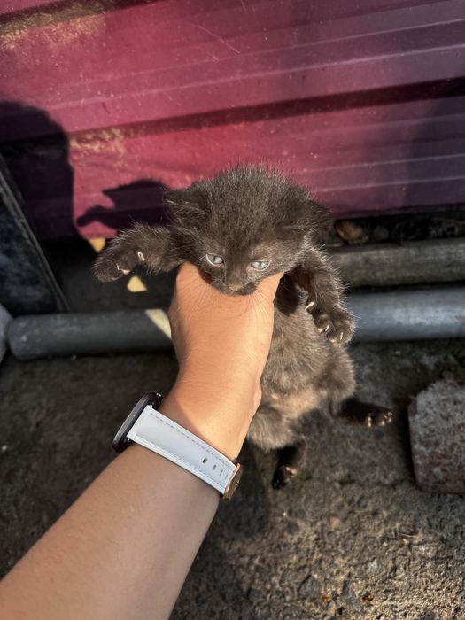 Маленьки котики