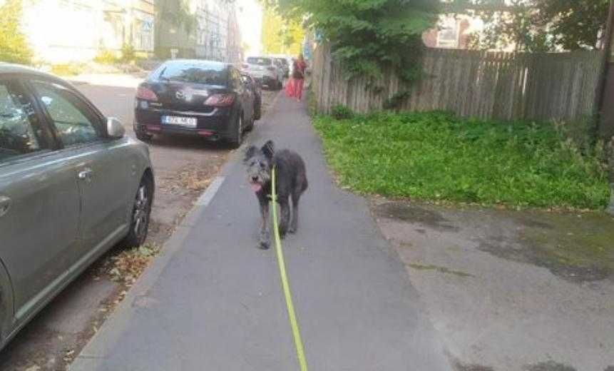 Dog Walker & Pet Sitting - Carcavelos & Parede