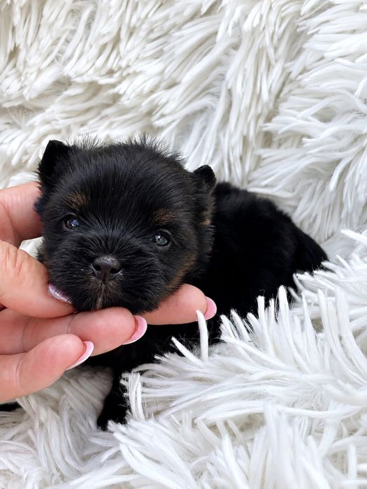 Yorkshire Terrier suczka bardzo mala