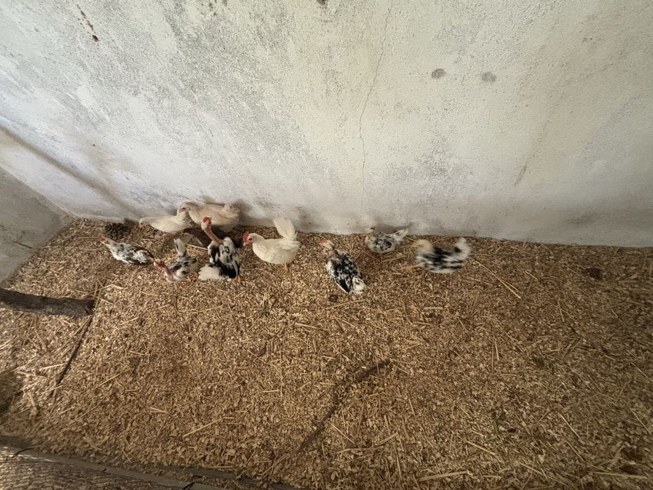 Casais de garnizas do pescoço pelado e pescoço coberto