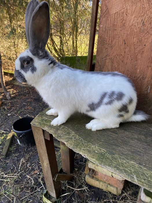 Sprzedam samca srokacza