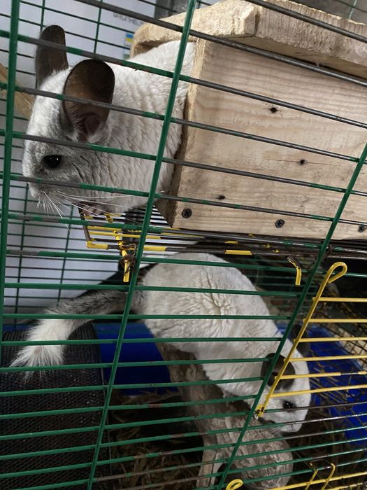 Грайлива пухнаста сімейка