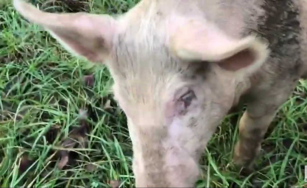 Leitões/Porcos/Porcas