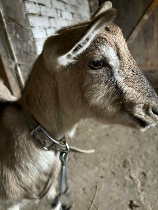 Sprzedam kozę 350zł