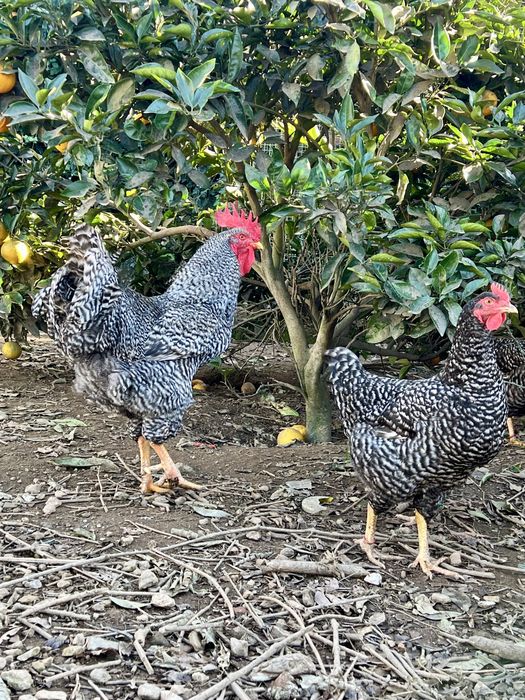 Ovos Galinha Pedrês Portuguesa