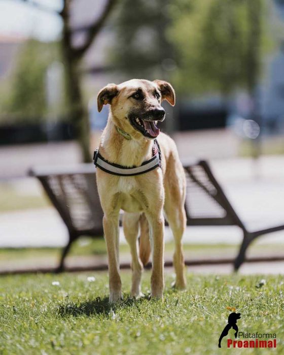 PAULO - Cãozinho para Adoção