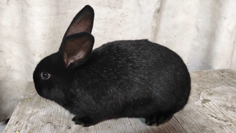 Króliki samice i samce