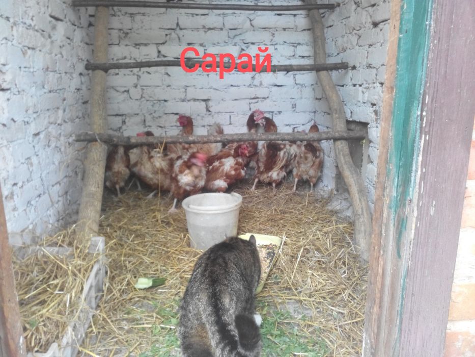 Продам два  приватизированных  земельных участка на одном участке доми