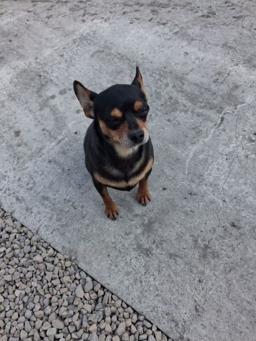 Oddam suczkę zapraszam