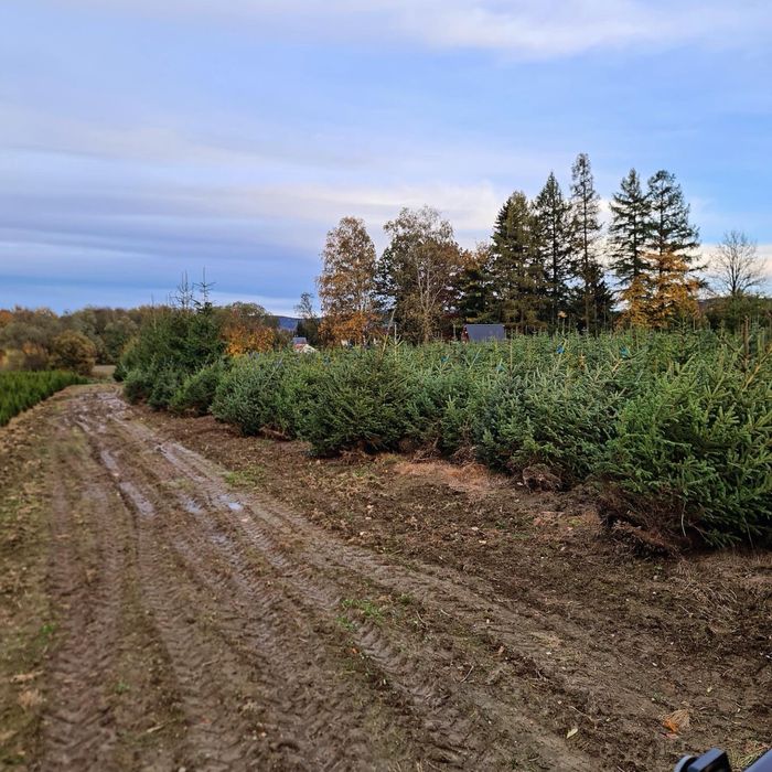 Świerk srebrny PLANTACJA choinki Transport SADZENIE producent